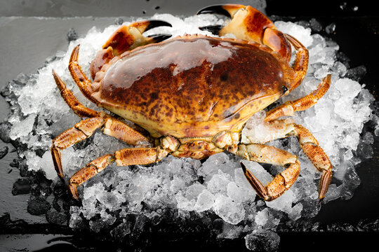 Fresh Raw Florida Stone Crab