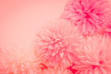 Beautiful abstract color pink flowers on white background, white flower frame, pink leaves texture, pink background