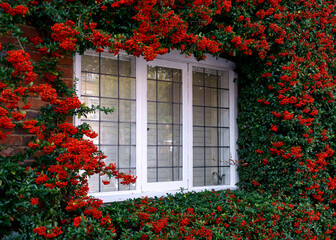 Fototapeta na wymiar red pyrocantha climbing shrub growing around old english cottage window