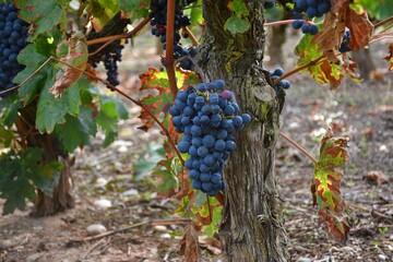 Vineyard stock with a ripe grape cluster ready to be harvested.
