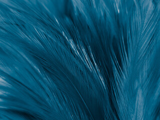 Beautiful abstract colorful white and blue feathers on white background and soft white feather texture on blue pattern and blue background, feather background, blue banners