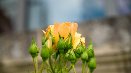 Fototapeta premium Close-up on a yellow rose bush