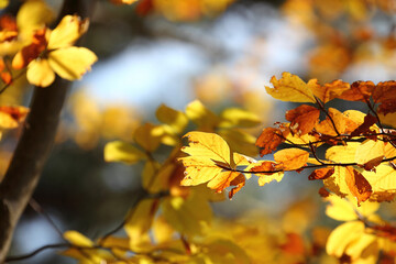 Colorful foliage in the autumn forest. Autumn leaves sky background. Autumn trees leaves in beautiful color.