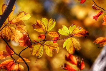 Colorful foliage in the autumn forest. Autumn leaves sky background. Autumn trees leaves in beautiful color.