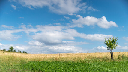 Fototapeta na wymiar Beautiful sunny spring landscape, in the golden fields with big cloudy blue sky