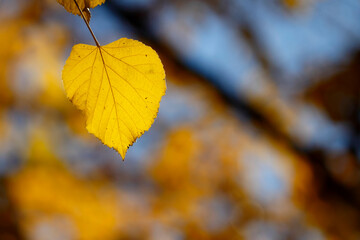 Colorful foliage in the autumn forest. Autumn leaves sky background. Autumn trees leaves in beautiful color.