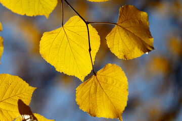 Colorful foliage in the autumn forest. Autumn leaves sky background. Autumn trees leaves in beautiful color.