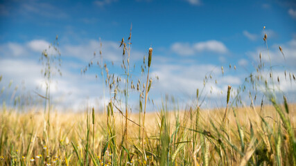 View down to the ground, over the wheat fields and its wild grasses, on a beautiful spring day