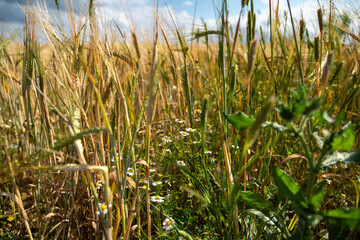 View down to the ground, over the wheat fields and its wild grasses, on a beautiful spring day