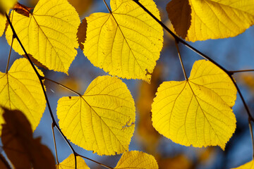 Colorful foliage in the autumn forest. Autumn leaves sky background. Autumn trees leaves in beautiful color.