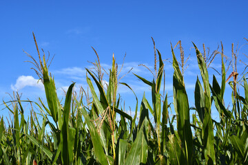 Fototapeta premium green grass and sky