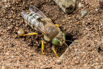 Bee digging