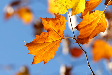Colorful foliage in the autumn forest. Autumn leaves sky background. Autumn trees leaves in beautiful color.