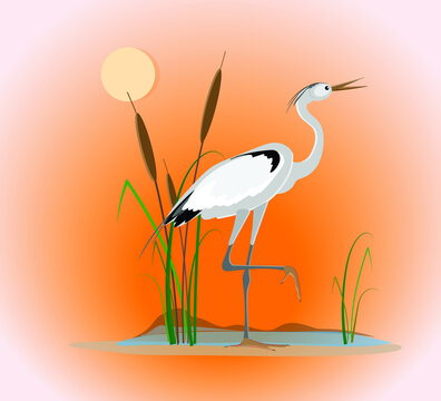 An elegant heron bird stands on one foot on the coast of the lake surrounded by cattail bush against an orange sunrise or sunset background. Vector drawing for design.