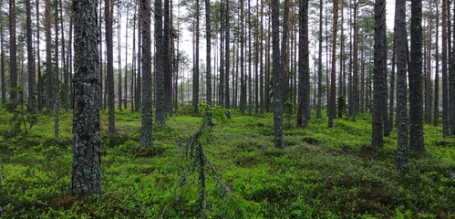 trees in the forest