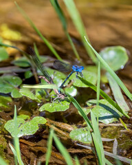 dragonfly on a green leaf