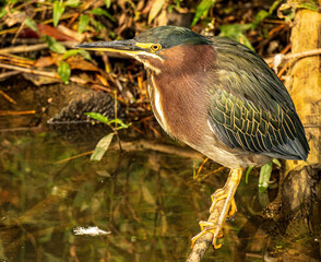 A Green Heron Perched on a Log in a Shallow Marsh