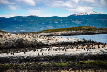 Scenic View on the Beagle Channel