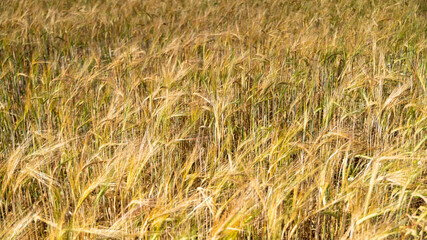 
Close up on golden wheat in spring