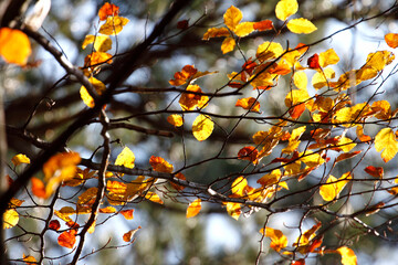Colorful foliage in the autumn forest. Autumn leaves sky background. Autumn trees leaves in beautiful color.