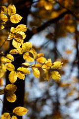 Colorful foliage in the autumn forest. Autumn leaves sky background. Autumn trees leaves in beautiful color.