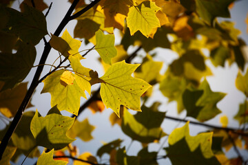 Colorful foliage in the autumn forest. Autumn leaves sky background. Autumn trees leaves in beautiful color.