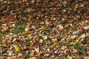 A strip of shade on a sunny ground with autumn leaves and green grass. Natural background.