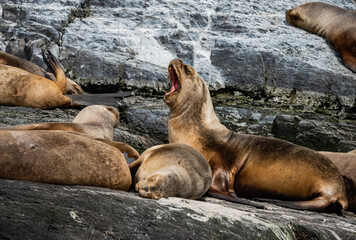 Naklejka premium Seals on the Beagle Channel