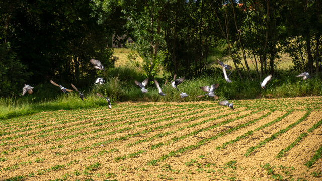 
Flight of a gathering of pigeons in a crop field
