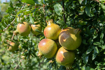 Healthy lifestyle concept. Pomegranates trees, punica granatum, and their fruits. Closeup view.