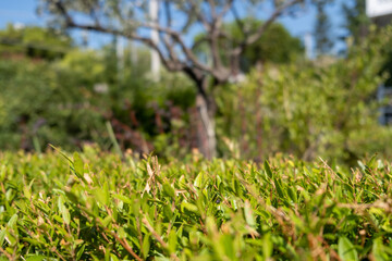 Green foliage plants, texture. Wallpaper, card, closeup, blur nature background.