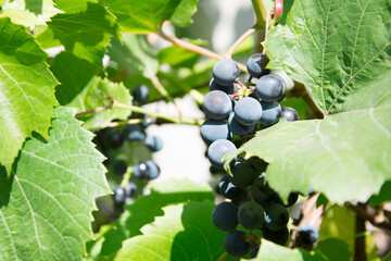 bunches of black grapes hang on the vine