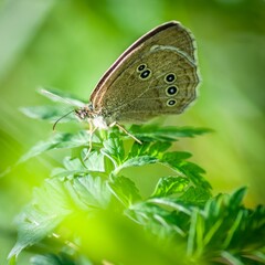 Obraz premium Butterfly