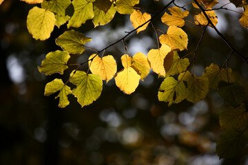 Colorful foliage in the autumn forest. Autumn leaves sky background. Autumn trees leaves in beautiful color.