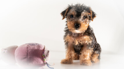 
Cute baby yorkshire terrier puppy and soft toy, on white background
