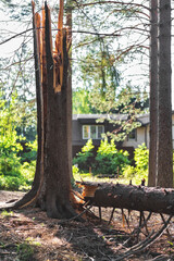 A tree felled by the wind. The damage from the storm.