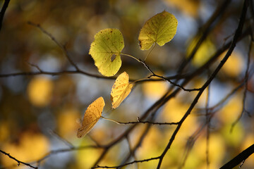 Colorful foliage in the autumn forest. Autumn leaves sky background. Autumn trees leaves in beautiful color.