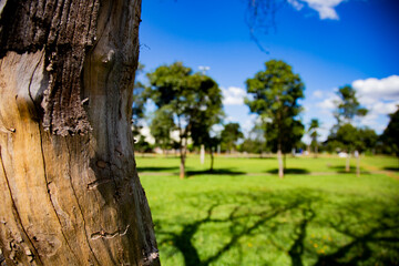 tree in the park