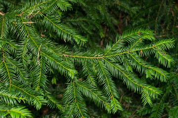 A green branch of a common yew