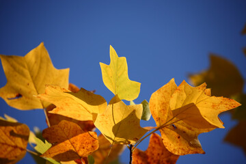Colorful foliage in the autumn forest. Autumn leaves sky background. Autumn trees leaves in beautiful color.