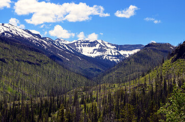 Wyoming - Yellowstone Fire Remains