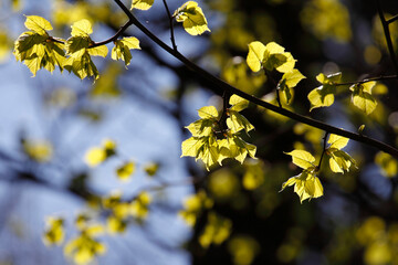 Colorful foliage in the autumn forest. Autumn leaves sky background. Autumn trees leaves in beautiful color.