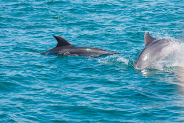 Pair of dolphins in Bay of Islands, New Zealand