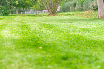 Lawn blur with soft light for background