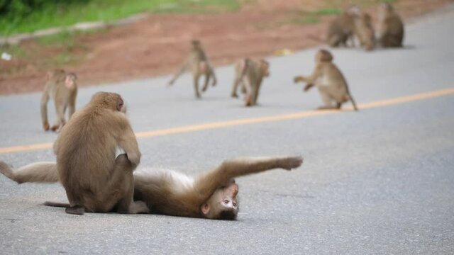 Monkeys play on the street,Monkey and Relax Time,Funny Monkeys 
