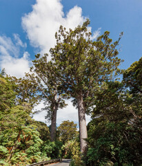 Two ancient Kauri Trees on the roadside