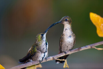 Colibrí y cría © LuisAlberto