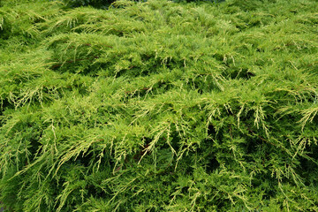Chinese Pfitzer juniper is golden (Juniperus chinensis Pfitzeriana Aurea). Background