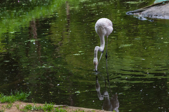 Pink Flamingo - Phoenicopterus roseus stands in the water and has its head above the water. His image is reflected in the water.