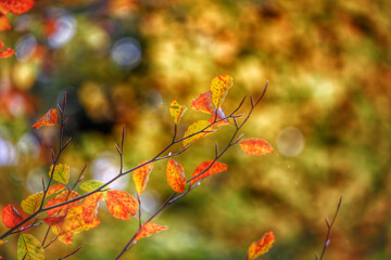Colorful foliage in the autumn forest. Autumn leaves sky background. Autumn trees leaves in beautiful color.